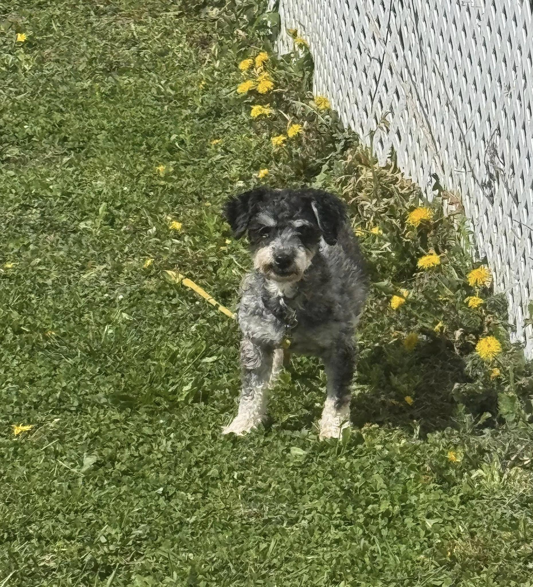 Enlarge ChaCha, a ADOPTABLE Havanese in Decorah, IA image 4/4