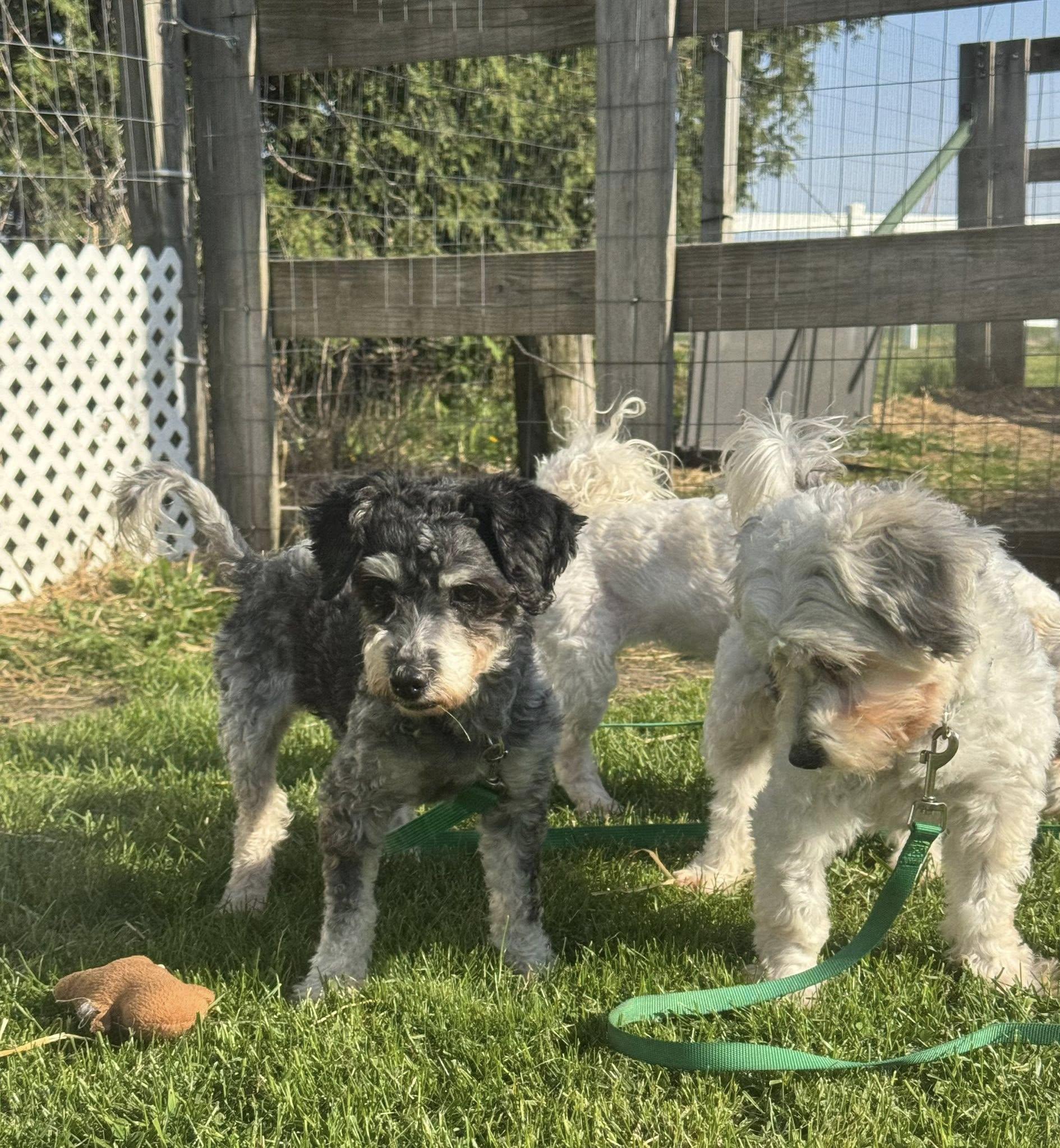 Enlarge ChaCha, a ADOPTABLE Havanese in Decorah, IA image 3/4