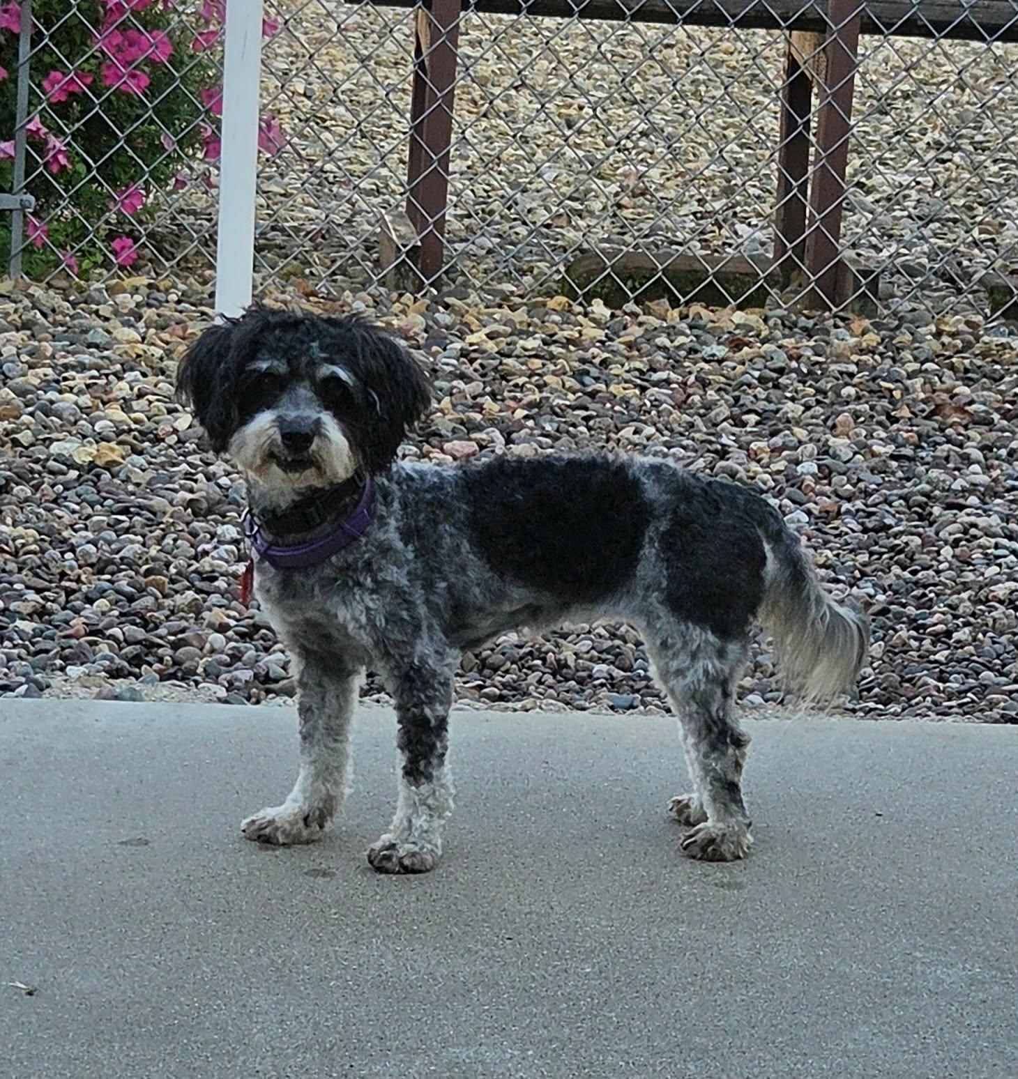 Enlarge ChaCha, a Adoptable Havanese in Decorah, IA image 2/6