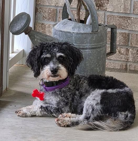 Enlarge ChaCha, a Adoptable Havanese in Decorah, IA image 1/6
