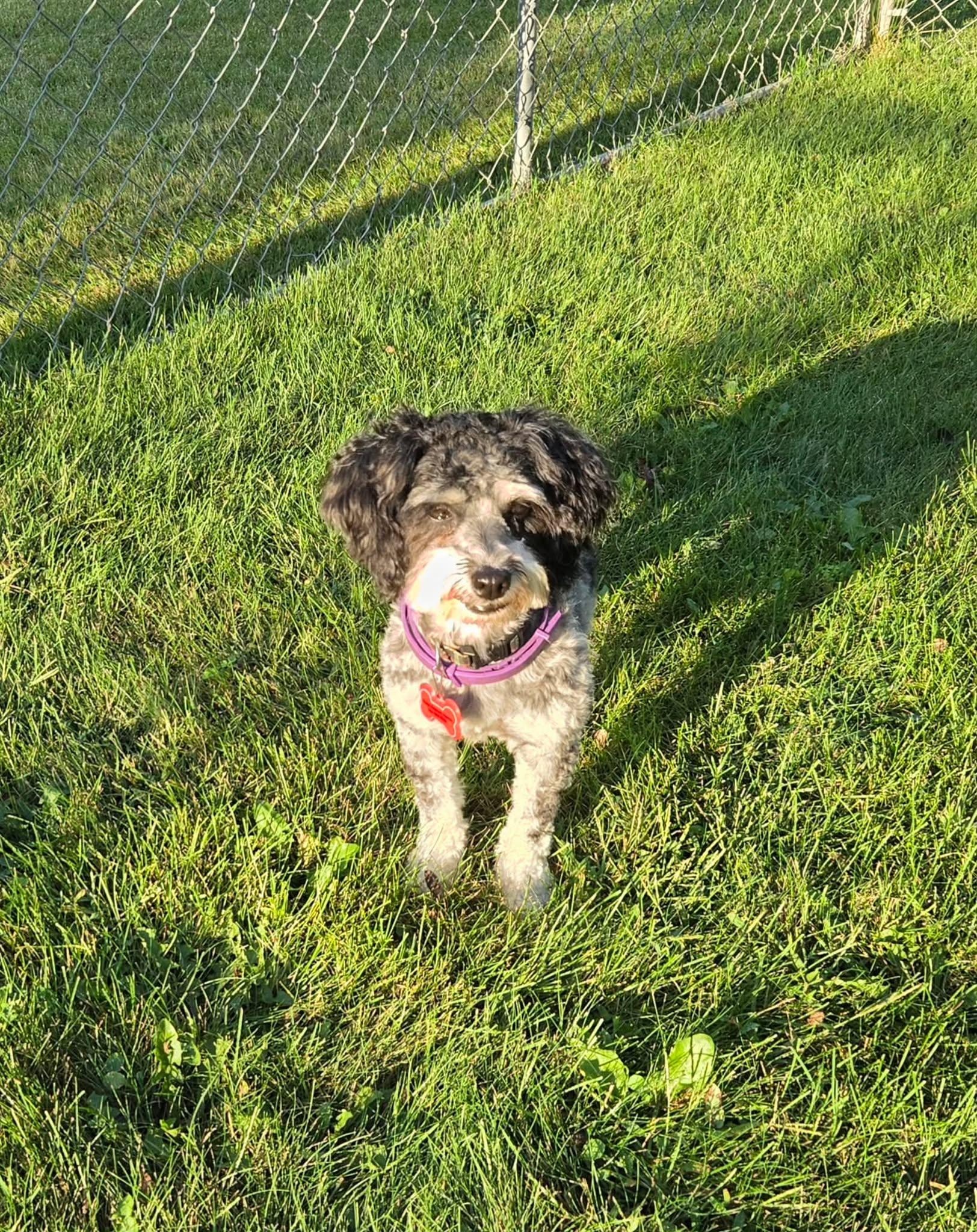 Enlarge ChaCha, a Adoptable Havanese in Decorah, IA image 5/6