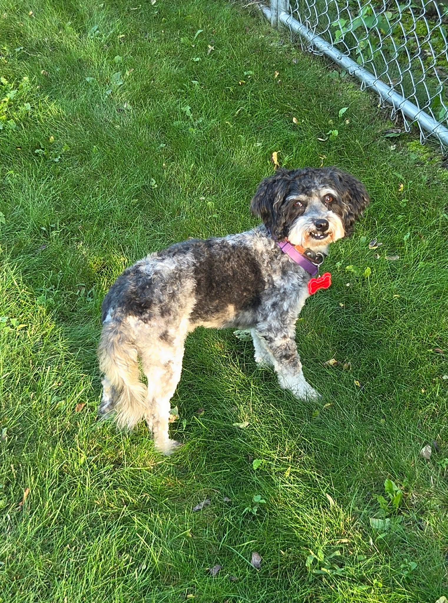 Enlarge ChaCha, a Adoptable Havanese in Decorah, IA image 6/6