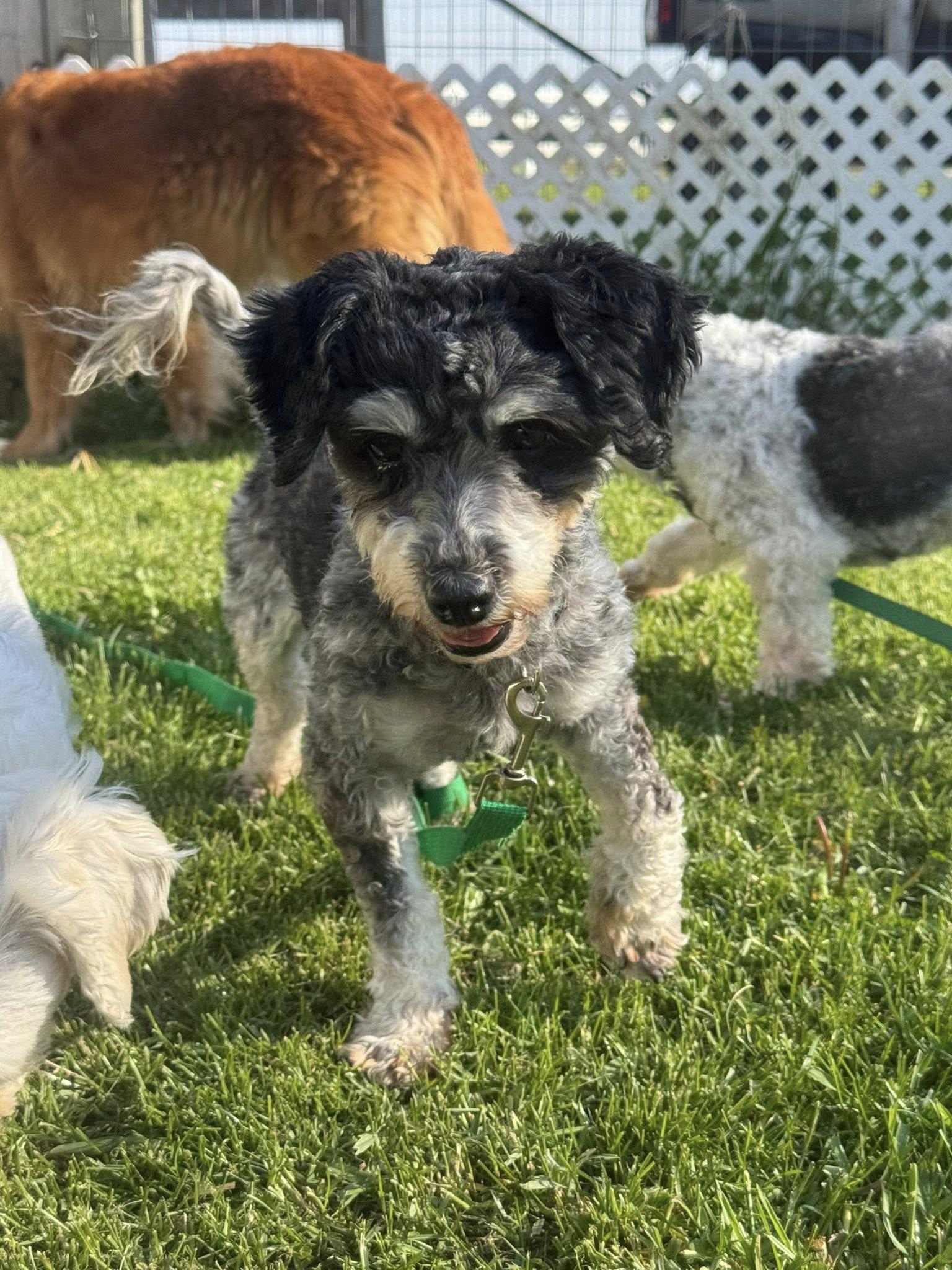 Enlarge ChaCha, a ADOPTABLE Havanese in Decorah, IA image 2/4