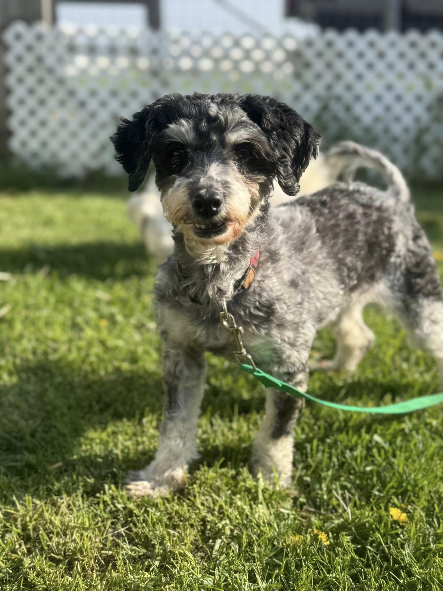 Enlarge ChaCha, a ADOPTABLE Havanese in Decorah, IA image 1/4