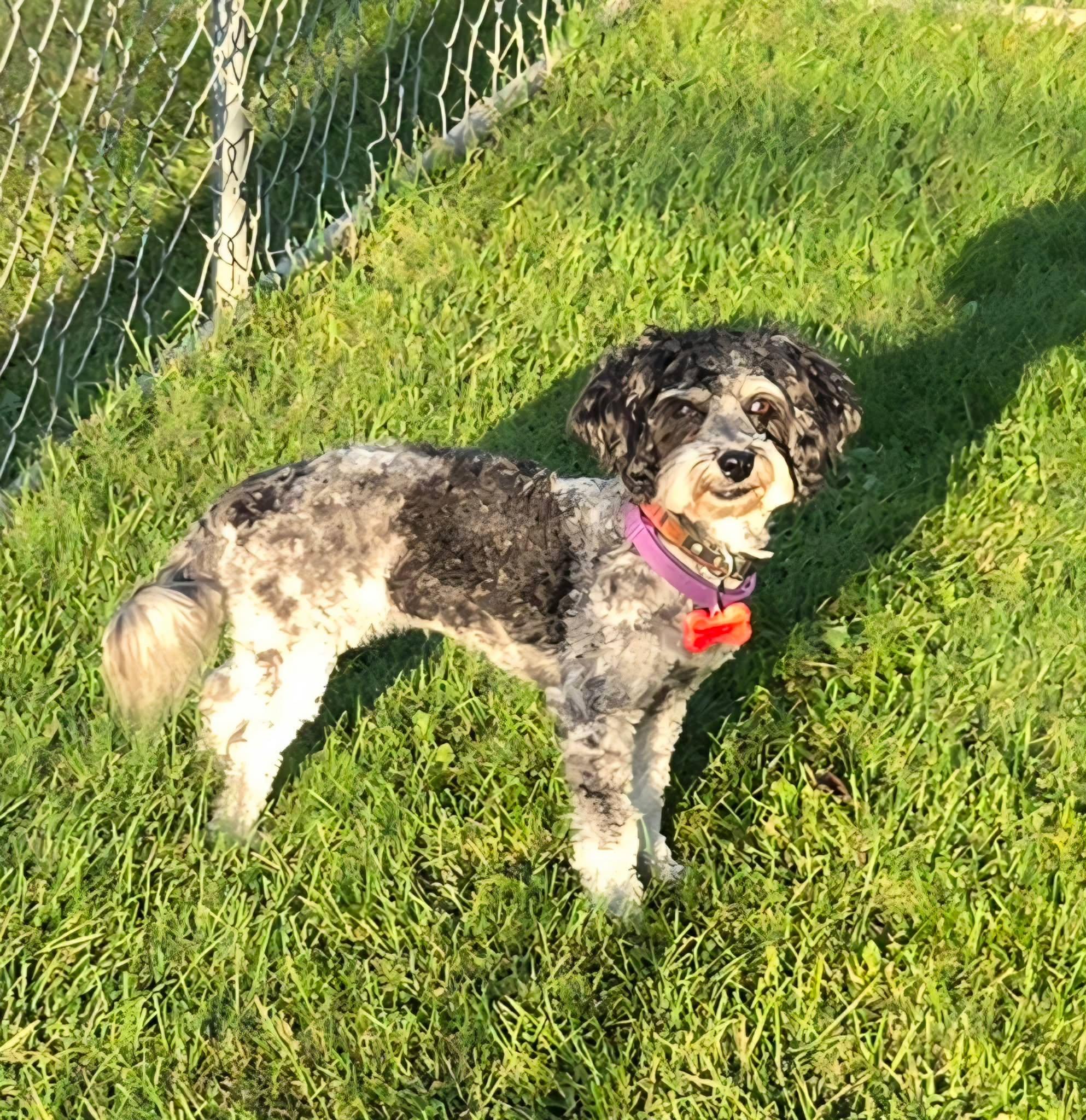 Enlarge ChaCha, a Adoptable Havanese in Decorah, IA image 4/6
