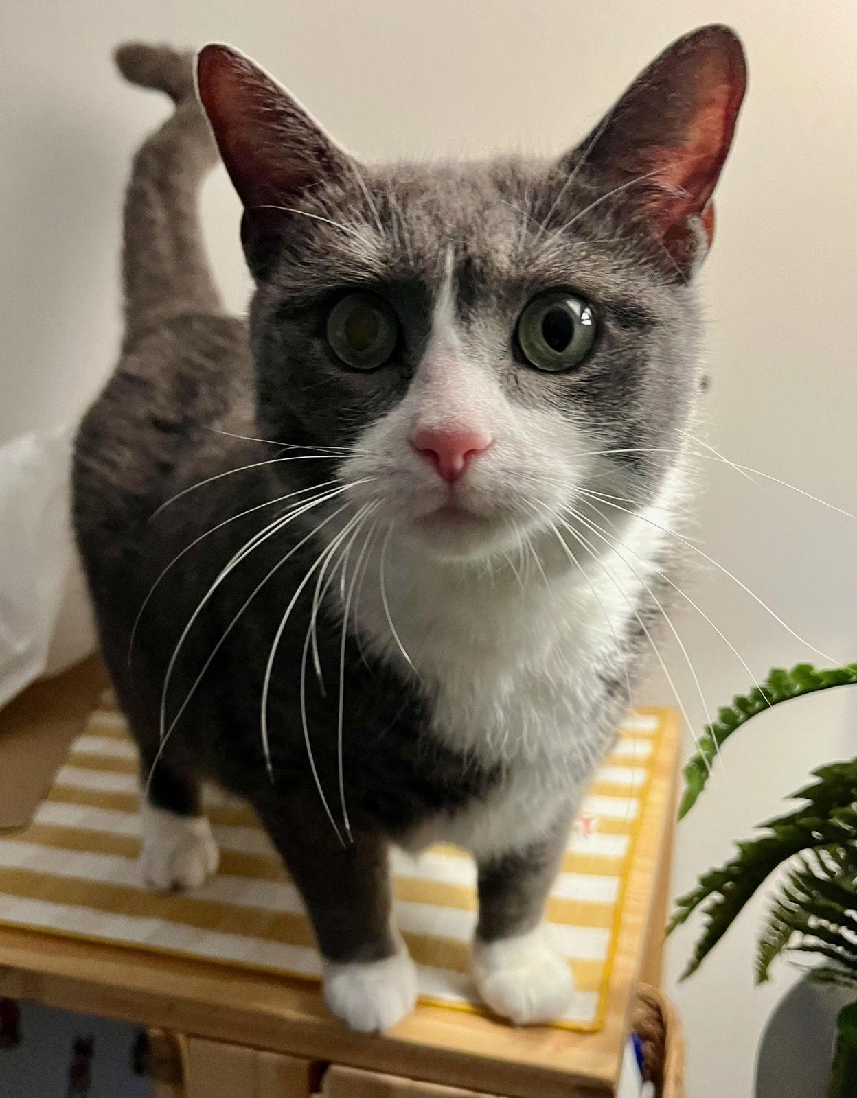 Enlarge Macadamia, a Adoptable Domestic Short Hair in Rootstown, OH image 1/3