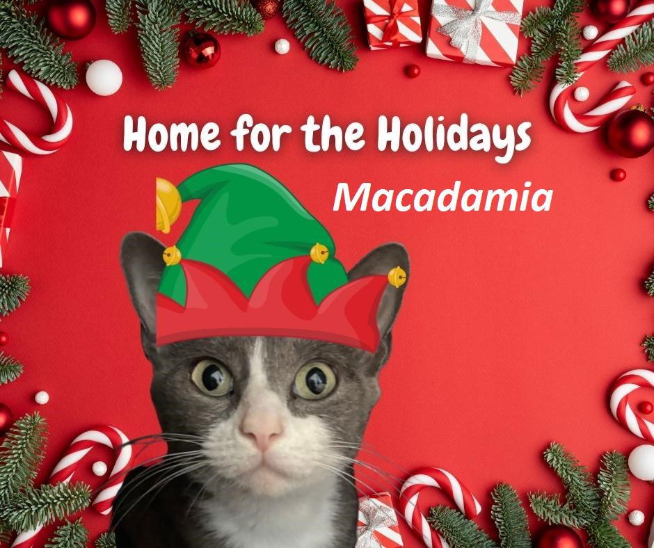 Enlarge Macadamia, a Adoptable Domestic Short Hair in Rootstown, OH image 1/3