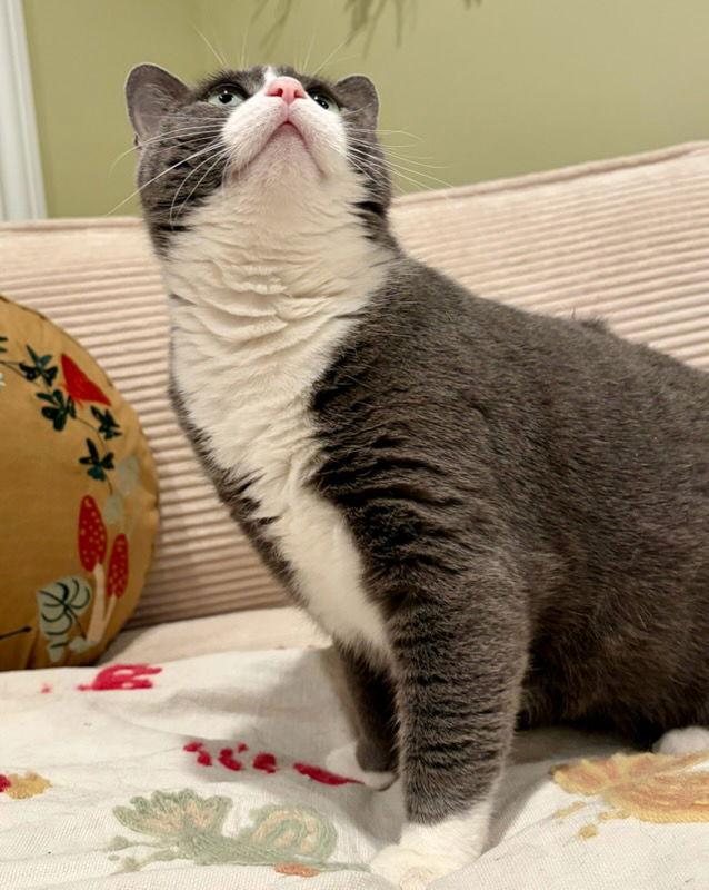 Enlarge Macadamia, a Adoptable Domestic Short Hair in Rootstown, OH image 2/3