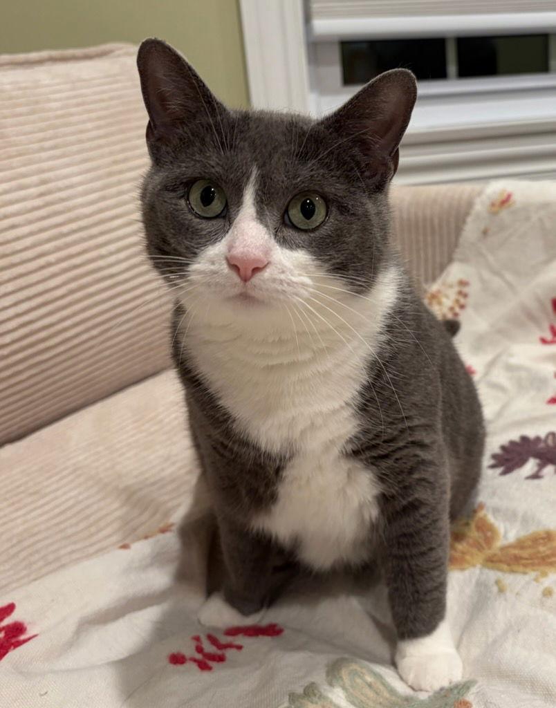 Enlarge Macadamia, a Adoptable Domestic Short Hair in Rootstown, OH image 3/3