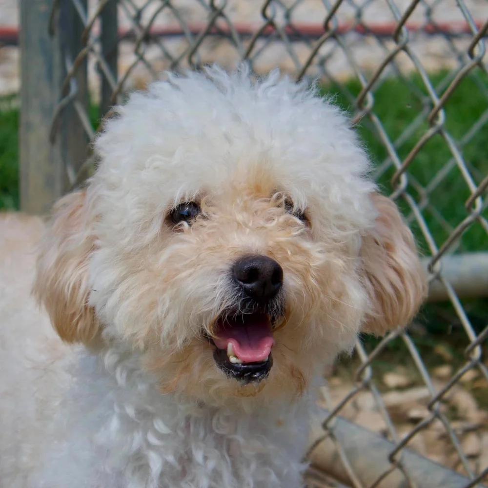 Enlarge Carina, an adopted mixed breed in Godfrey, IL image 4/5