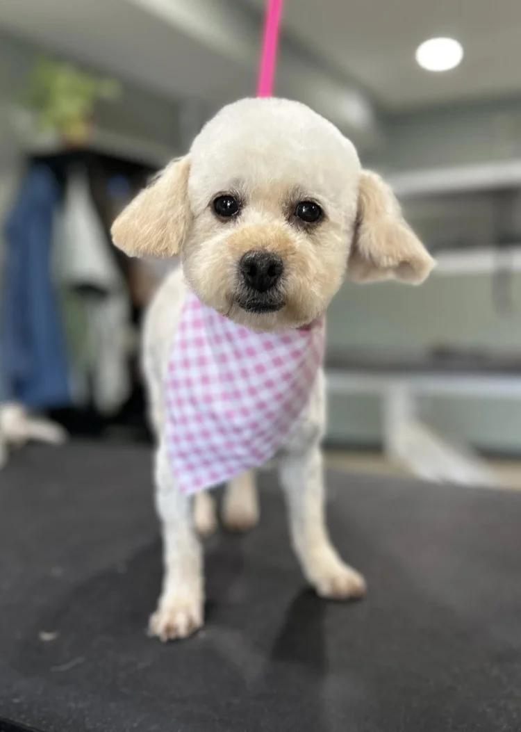 Carina, adopted, Adult Female Shih poo.