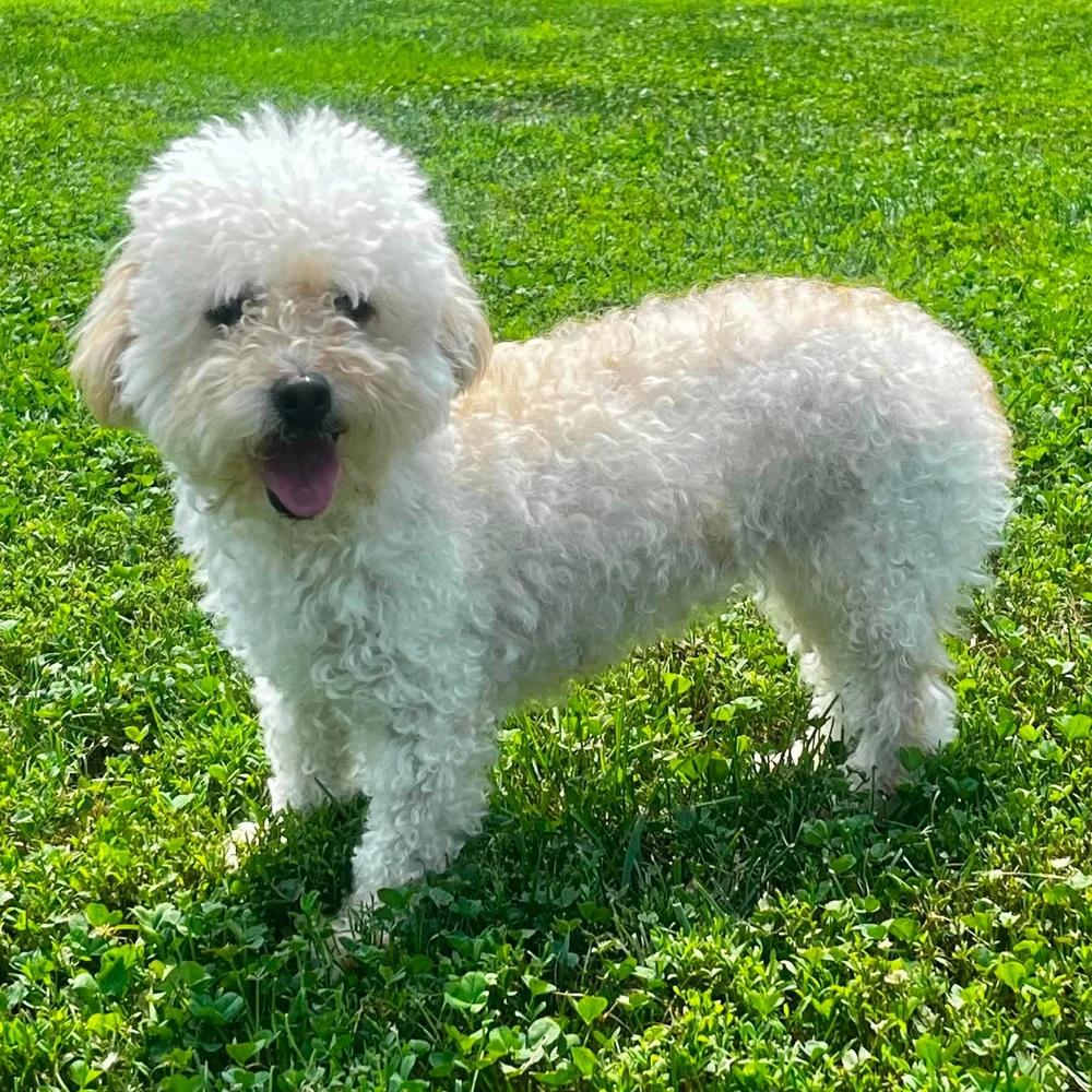 Enlarge Carina, an adopted mixed breed in Godfrey, IL image 3/5