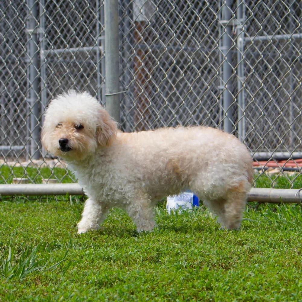 Enlarge Carina, an adopted mixed breed in Godfrey, IL image 5/5