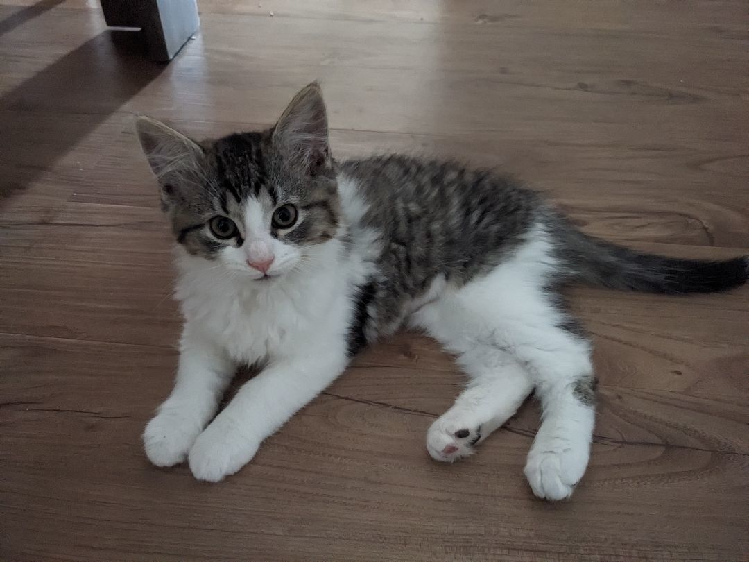 Flossie *MUST BE ADOPTED WITH BUNGEE OR AS A BUDDY, Adopted, Kitten Female Domestic Short Hair.