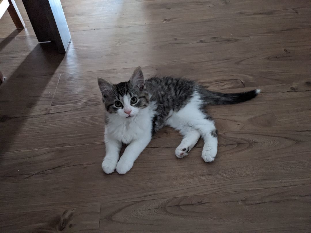 Enlarge Flossie *MUST BE ADOPTED WITH BUNGEE OR AS A BUDDY, a Adopted Domestic Short Hair in Toronto, ON image 2/4