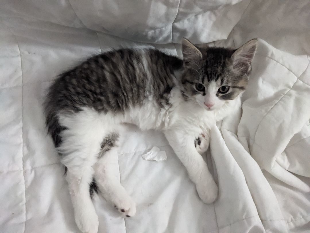 Enlarge Flossie *MUST BE ADOPTED WITH BUNGEE OR AS A BUDDY, a Adopted Domestic Short Hair in Toronto, ON image 3/4