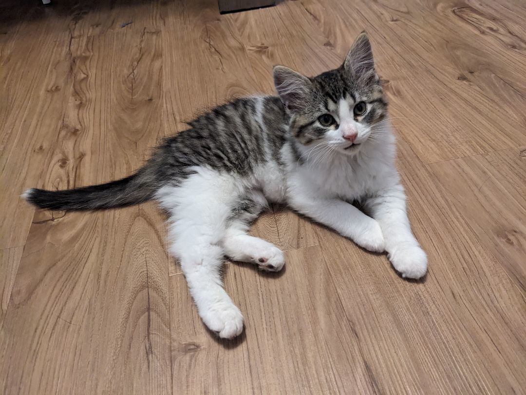 Enlarge Flossie *MUST BE ADOPTED WITH BUNGEE OR AS A BUDDY, a Adopted Domestic Short Hair in Toronto, ON image 4/4