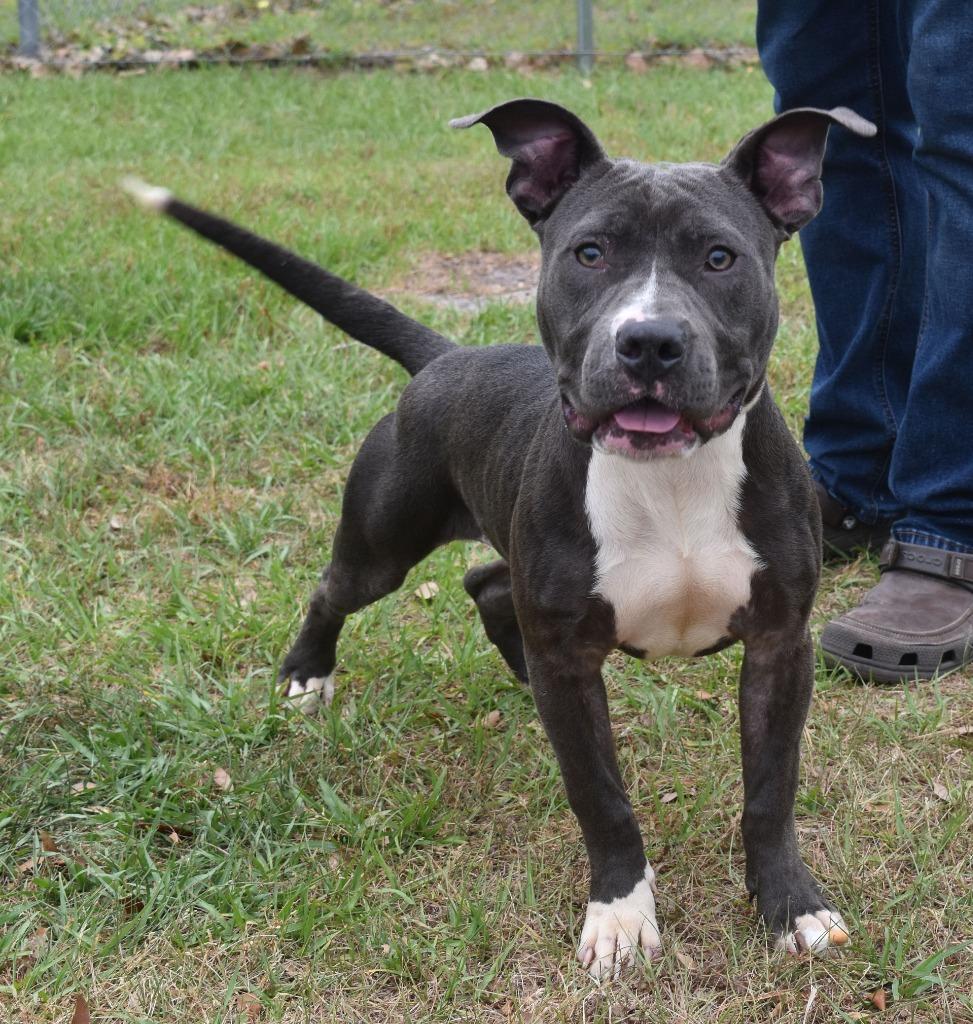 Belladonna, Adoptable, Puppy Female Mixed Breed.