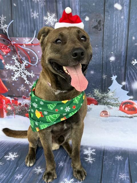 BUCK, Adoptable, Young Male Pit Bull Terrier & Mixed Breed.