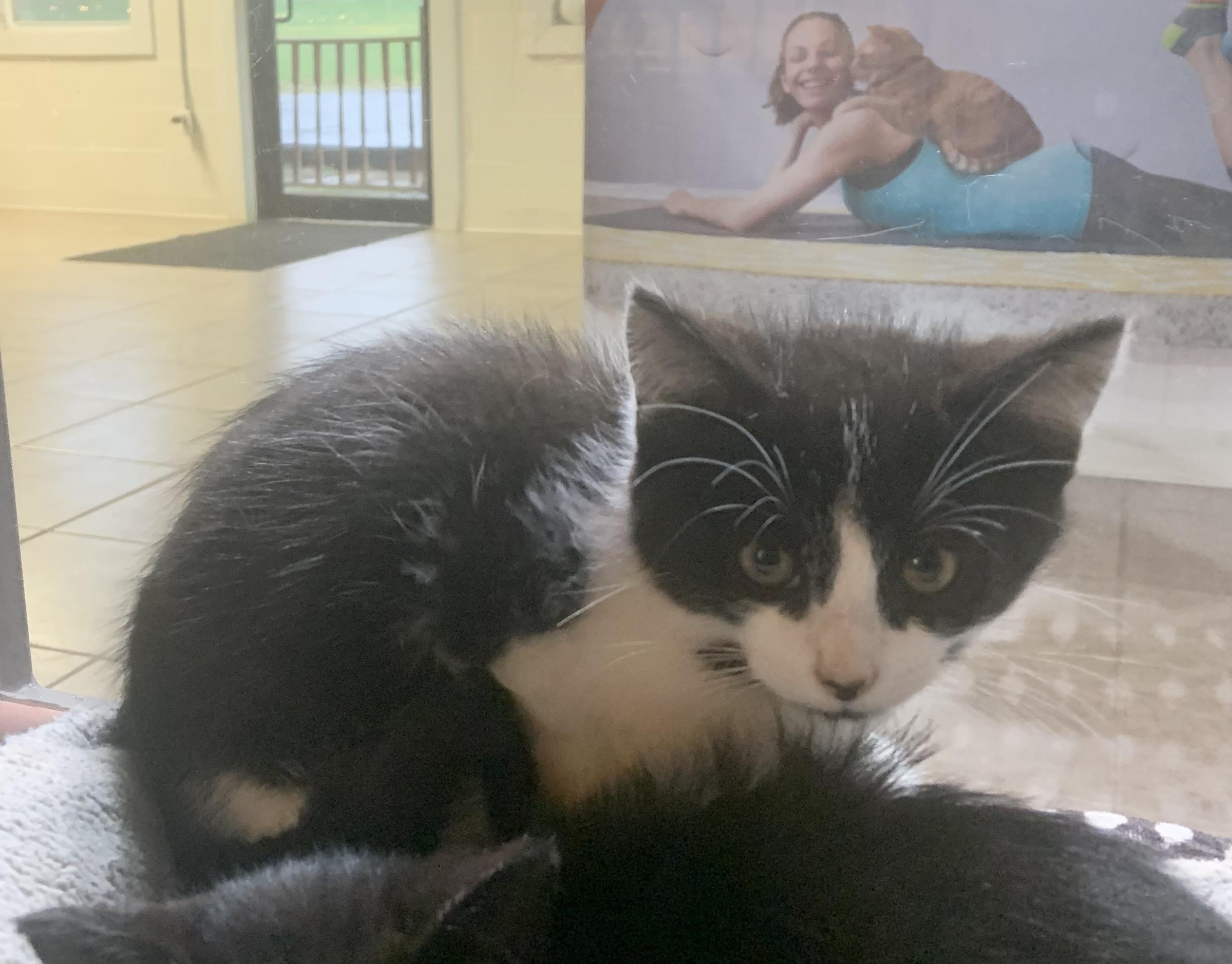 Boo, Adoptable, Kitten Male Domestic Short Hair.