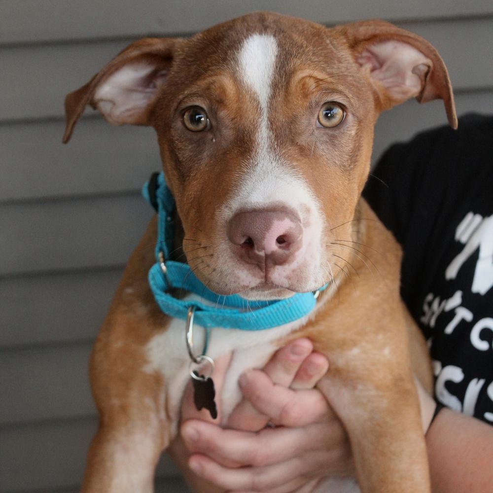 Spark Plug, Adoptable, Puppy Male Mixed Breed & Staffordshire Bull Terrier.