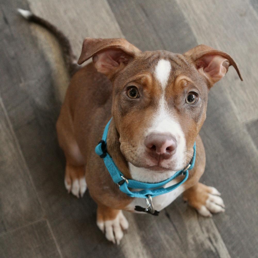 Enlarge Spark Plug, a Adoptable mixed breed in Spokane, WA image 2/5