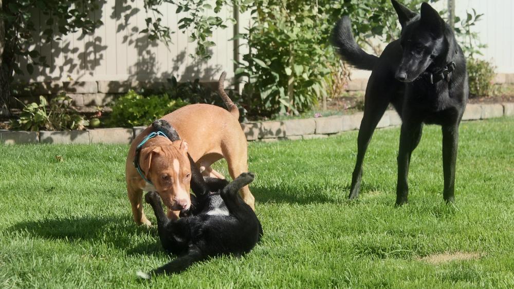 Enlarge Spark Plug, a Adoptable mixed breed in Spokane, WA image 3/5