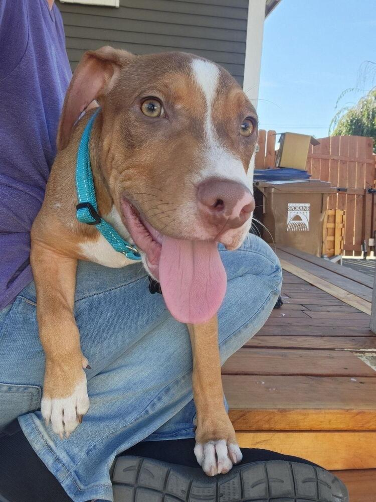 Enlarge Spark Plug, a Adoptable mixed breed in Spokane, WA image 4/5