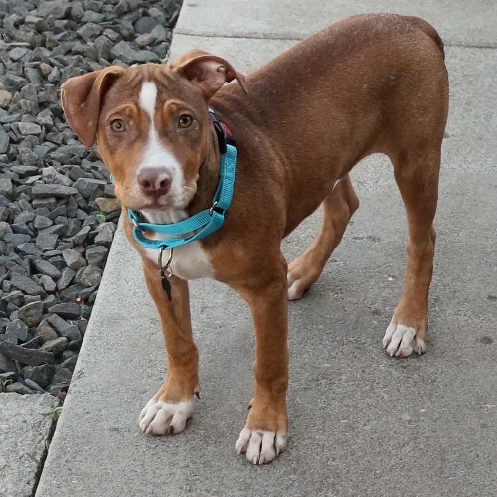 Enlarge Spark Plug, a Adoptable mixed breed in Spokane, WA image 5/5