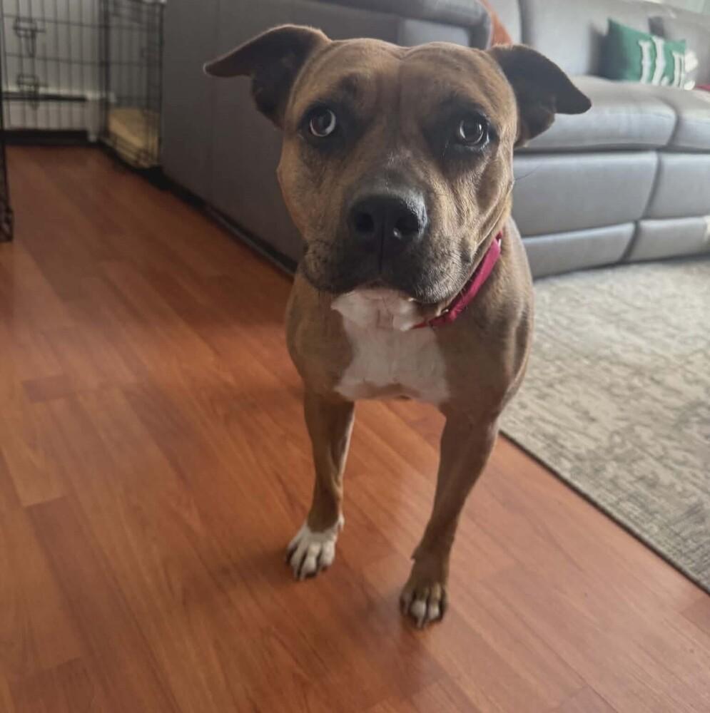 Rosie Cinderella thumbnail 6