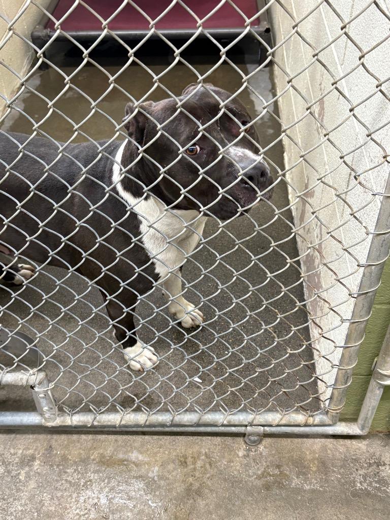 Lincoln, Adoptable, Adult Male Pit Bull Terrier.