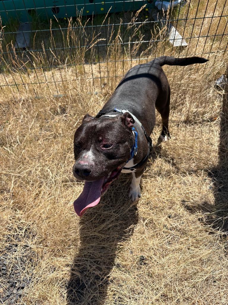Lincoln, a Adoptable Pit Bull Terrier in St. Helens, OR image 2/4