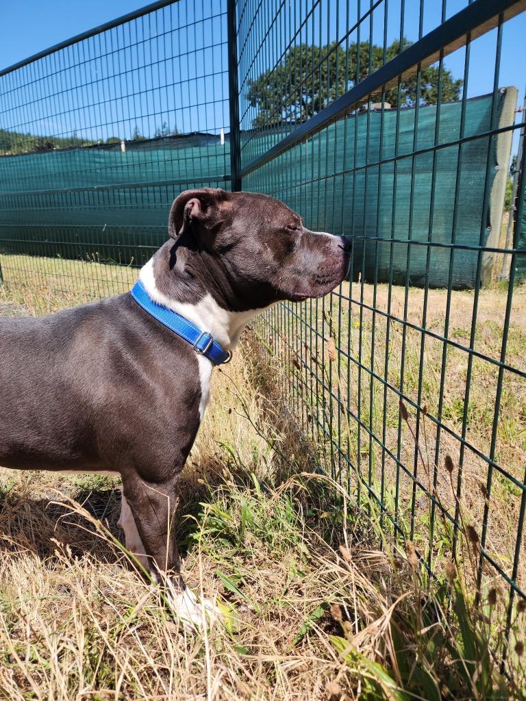 Lincoln, a Adoptable Pit Bull Terrier in St. Helens, OR image 3/4