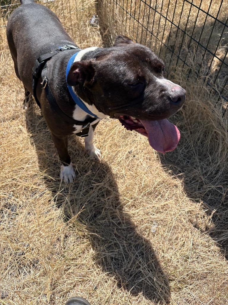 Lincoln, a Adoptable Pit Bull Terrier in St. Helens, OR image 4/4