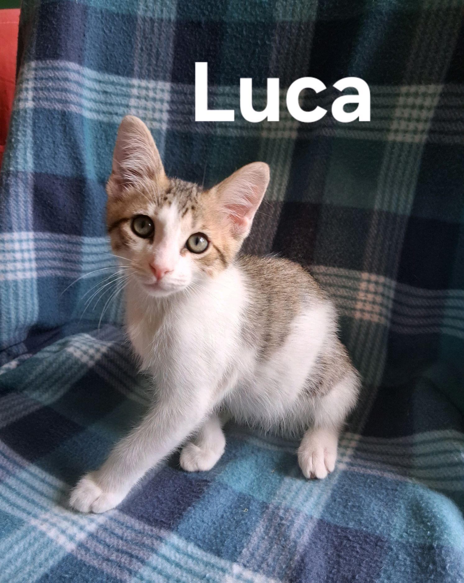Enlarge Luca, a ADOPTABLE American Shorthair in Murfreesboro, TN image 1/2