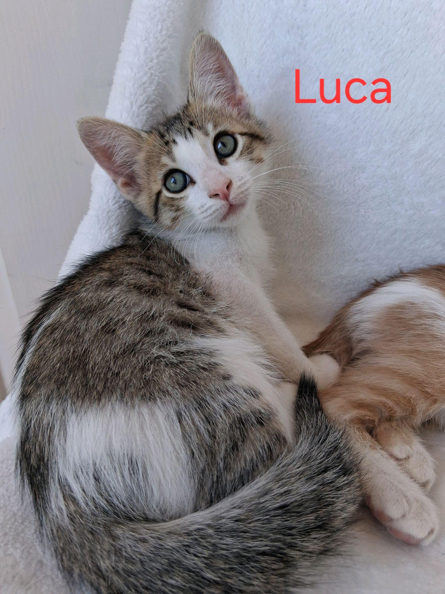 Enlarge Luca, a ADOPTABLE American Shorthair in Murfreesboro, TN image 1/1
