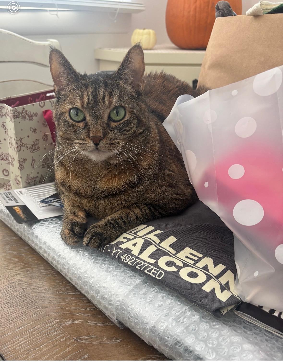 Enlarge Joan & Jett, a ADOPTABLE Domestic Short Hair in Manahawkin, NJ image 3/4