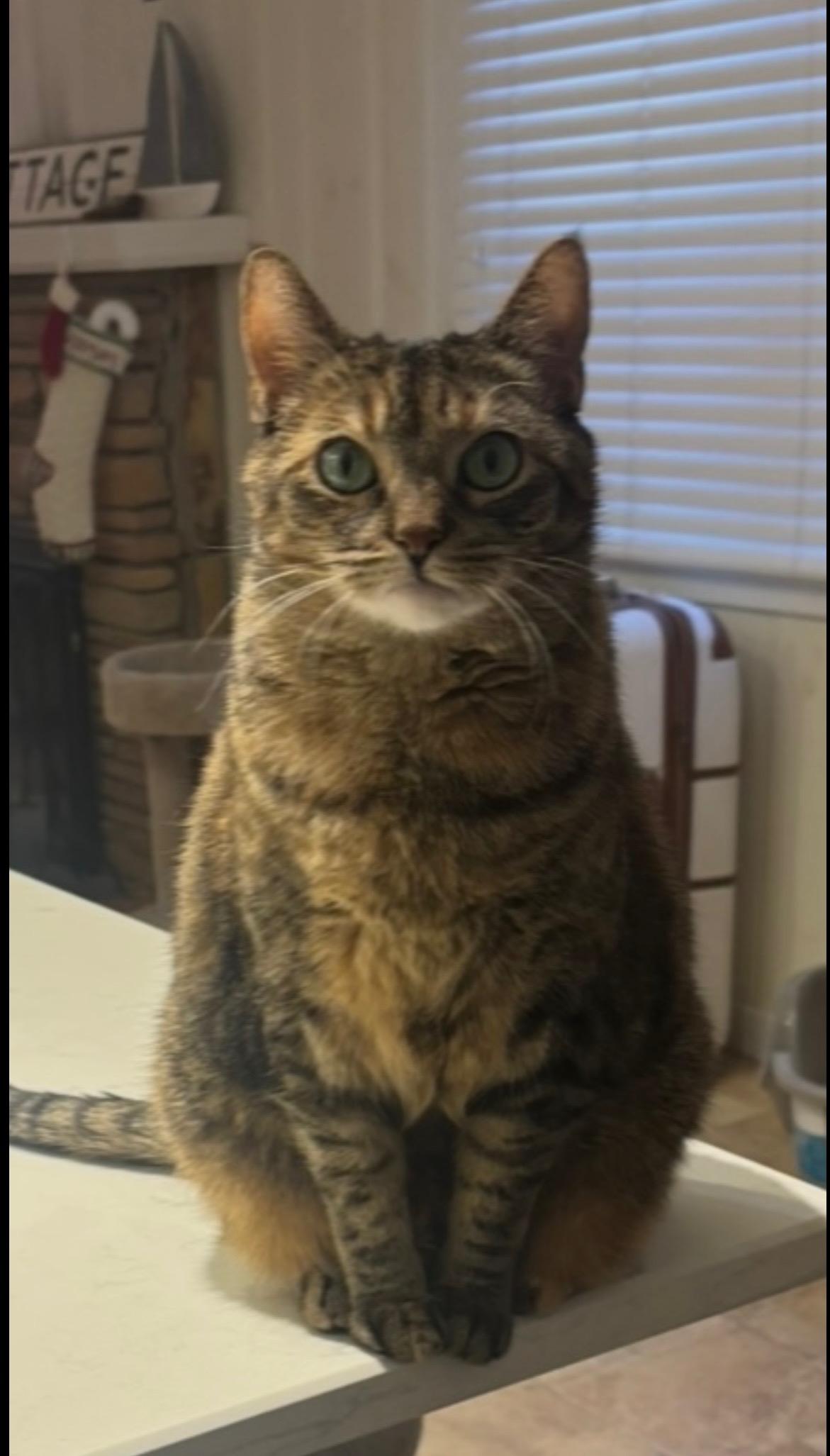 Enlarge Joan & Jett, a ADOPTABLE Domestic Short Hair in Manahawkin, NJ image 2/4