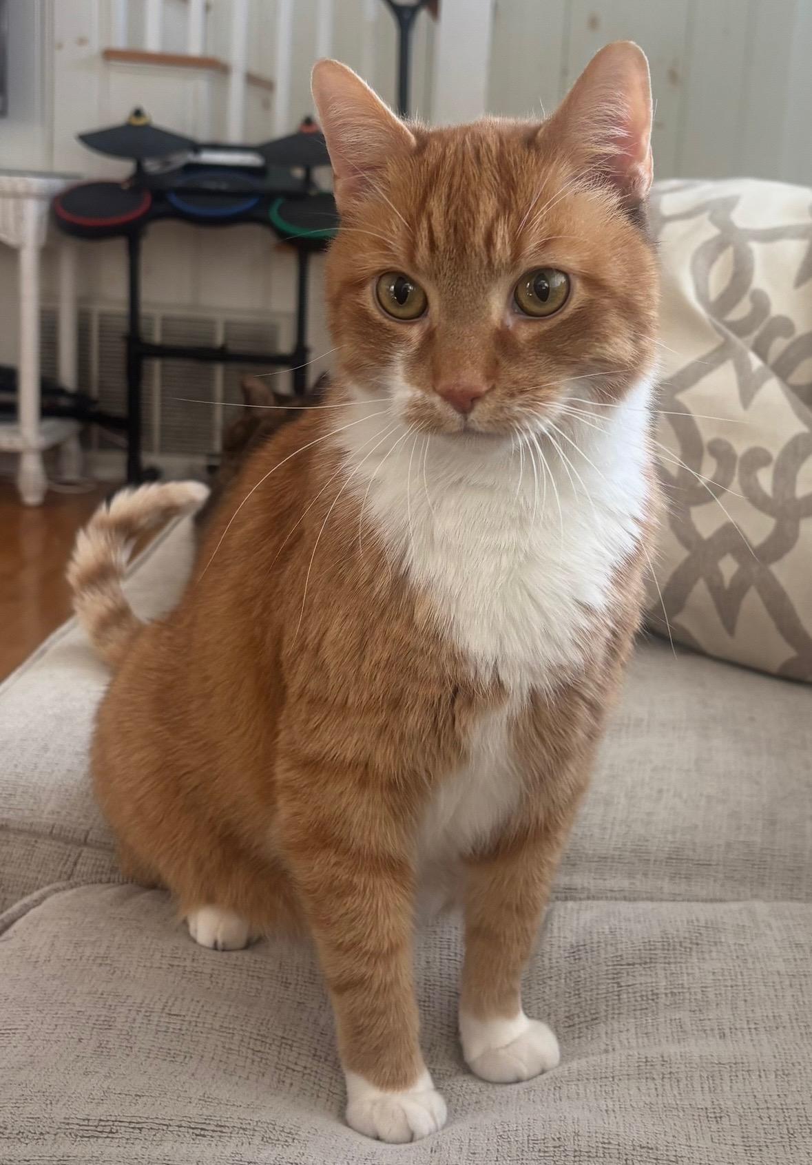 Enlarge Joan & Jett, a ADOPTABLE Domestic Short Hair in Manahawkin, NJ image 1/4