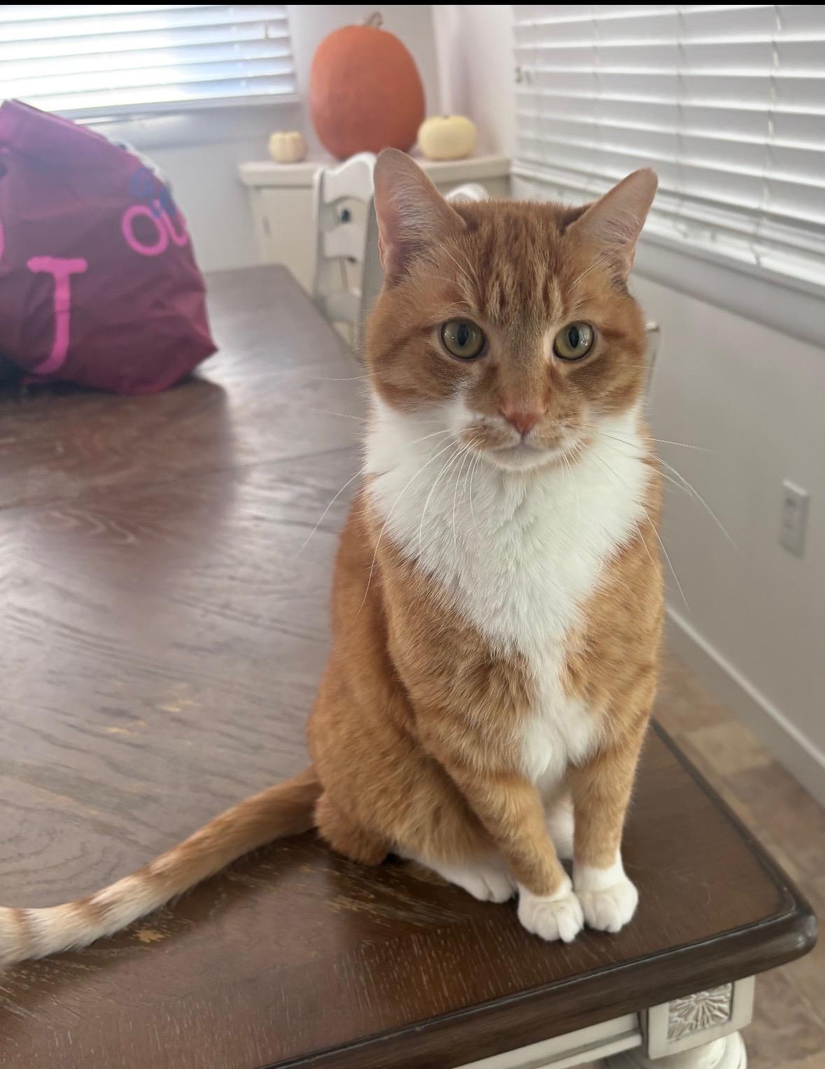 Enlarge Joan & Jett, a ADOPTABLE Domestic Short Hair in Manahawkin, NJ image 4/4