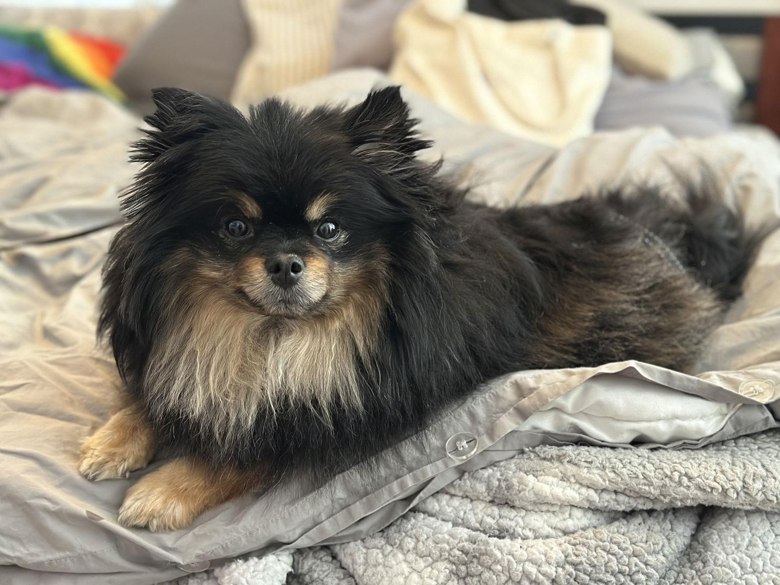 Coco - Pomeranian, Adoptable, Adult Male Pomeranian.