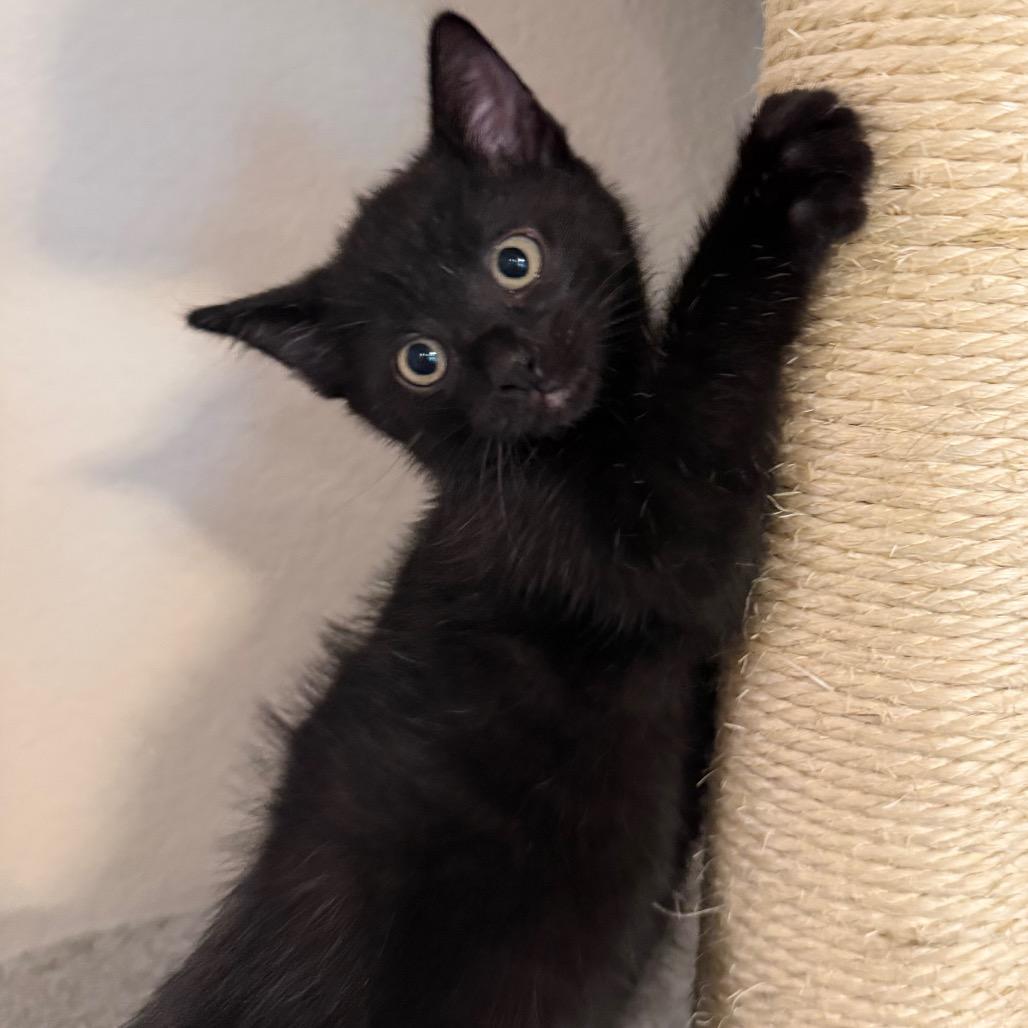 Sable, Adoptable, Kitten Male Domestic Short Hair.
