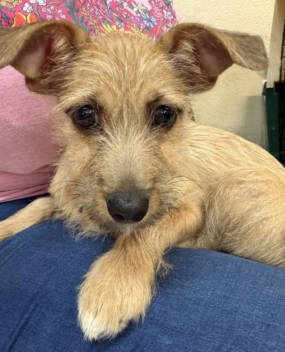 Mikey, a Adoptable mixed breed in Los Angeles, CA image 1/3