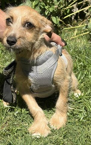 Mikey, a Adoptable mixed breed in Los Angeles, CA image 2/3