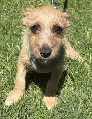 Mikey, a Adoptable mixed breed in Los Angeles, CA image 3/3