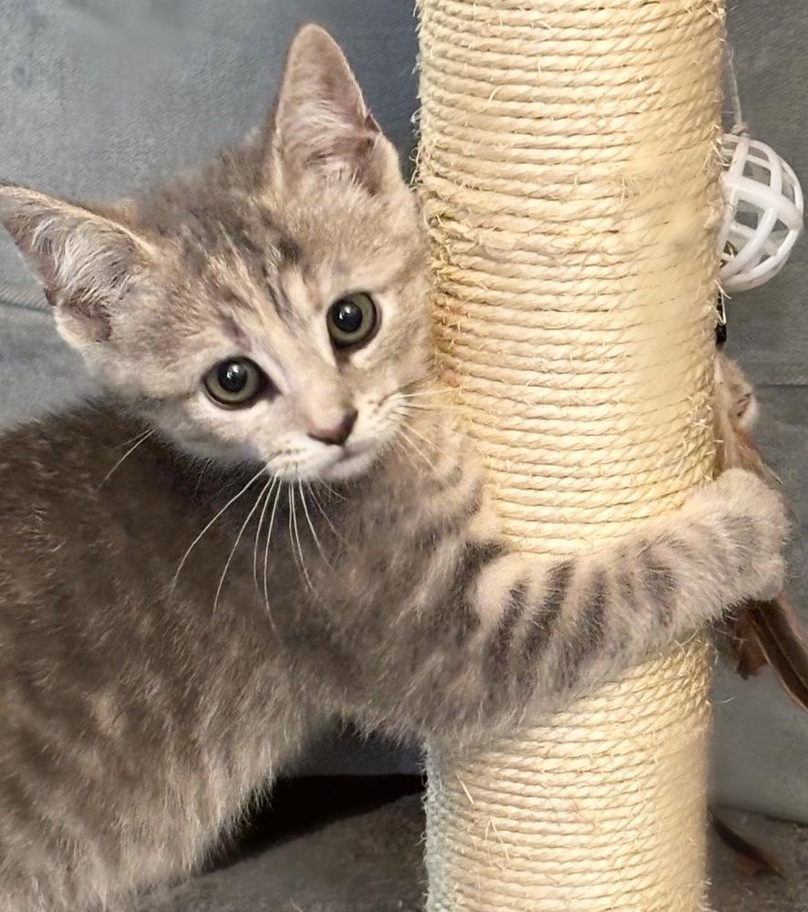 Muffin, a Adoptable Domestic Short Hair in Silver Spring, MD image 2/5