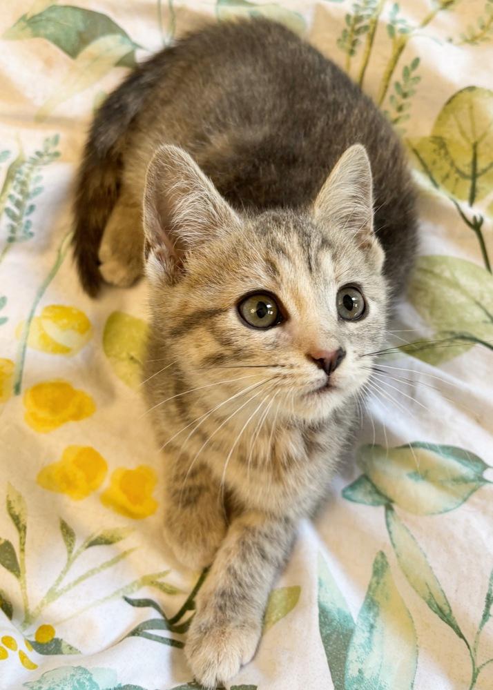 Muffin, a Adoptable Domestic Short Hair in Silver Spring, MD image 1/5