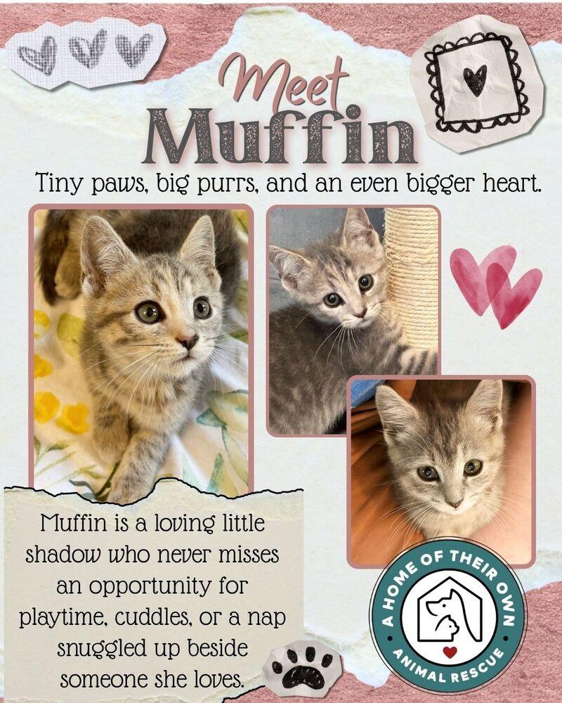 Muffin, a Adoptable Domestic Short Hair in Silver Spring, MD image 4/5