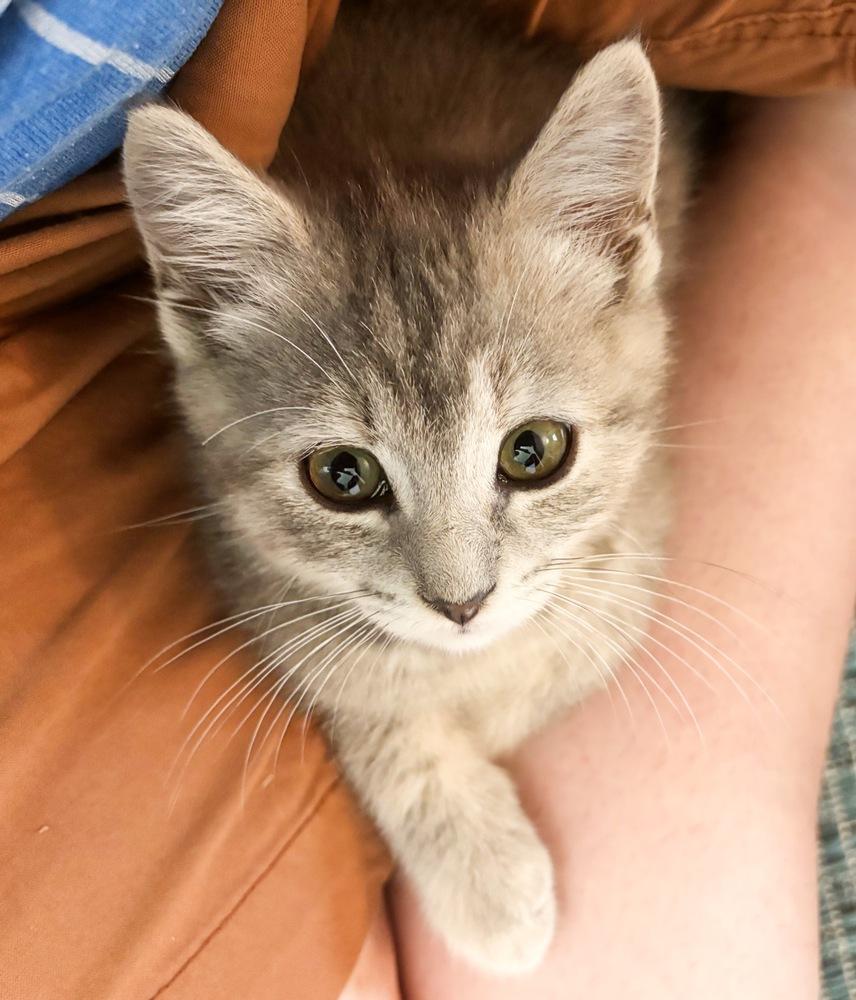 Muffin, a Adoptable Domestic Short Hair in Silver Spring, MD image 5/5