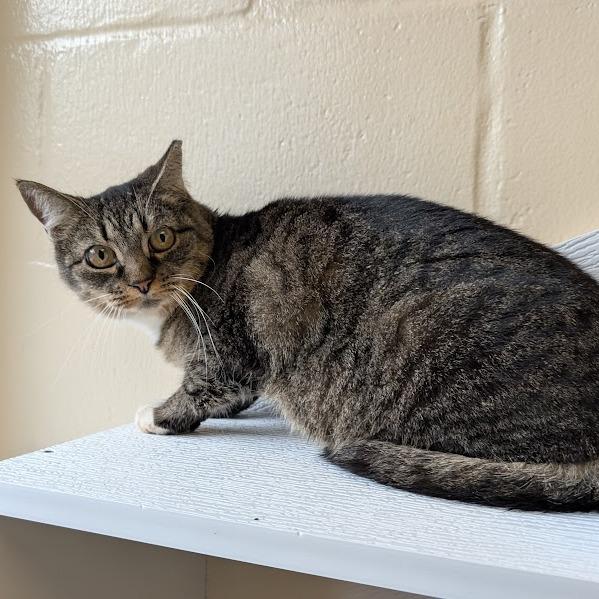 McMuffin(working cat), Adoptable, Adult Female Domestic Short Hair.